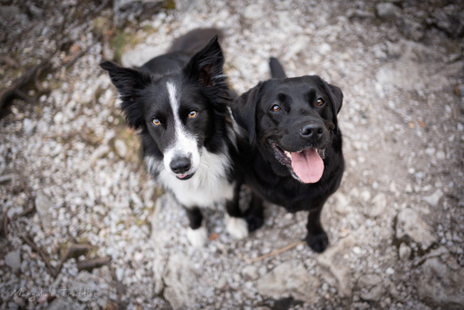 Margalide Trattler Photographie | Hunde | Hundefotograf auf alleFotografen