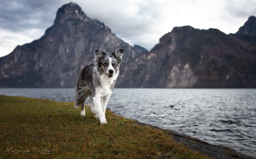 Margalide Trattler Photographie | Hunde | Pferdefotograf auf alleFotografen