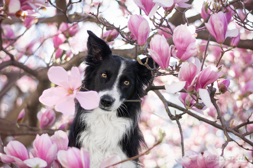 Margalide Trattler Photographie | Hunde | Pferdefotograf auf alleFotografen