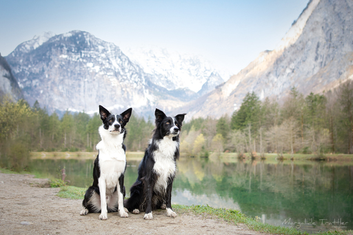 Margalide Trattler Photographie | Hunde | Hundefotograf auf alleFotografen