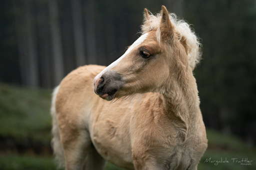 Margalide Trattler Photographie | Pferde | Hundefotograf auf alleFotografen