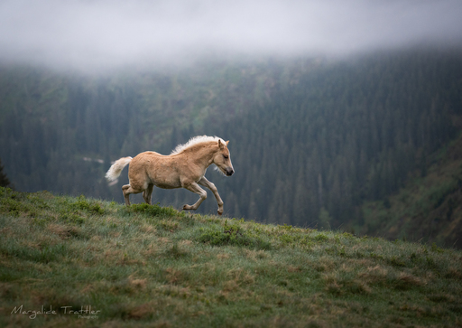 Margalide Trattler Photographie | Pferde | Tierfotograf auf alleFotografen