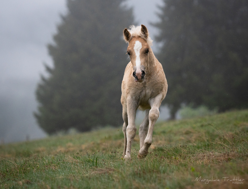 Margalide Trattler Photographie | Pferde | Pferdefotograf auf alleFotografen