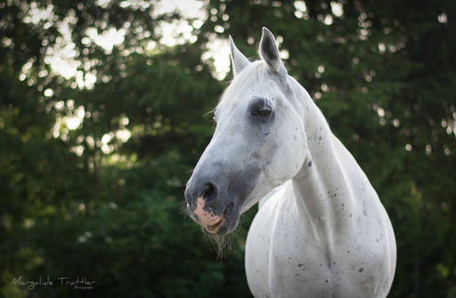 Margalide Trattler Photographie | Pferde | Tierfotograf auf alleFotografen