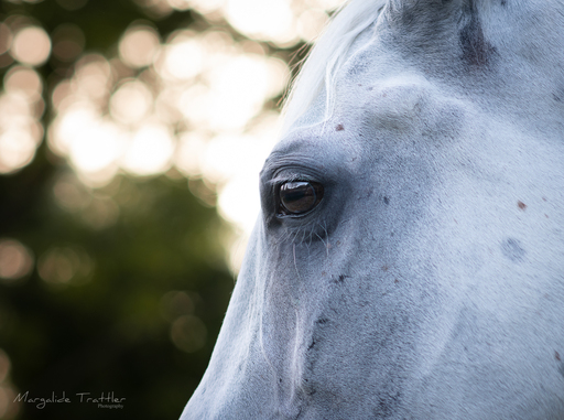 Margalide Trattler Photographie | Pferde | Tierfotograf auf alleFotografen