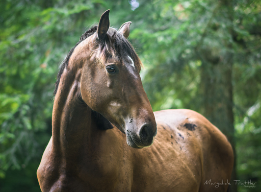 Margalide Trattler Photographie | Pferde | Tierfotograf auf alleFotografen