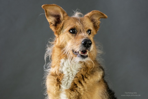 Tierfotografie daja-pictures | Hundefotografie | Pferdefotograf auf alleFotografen