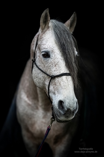Tierfotografie daja-pictures | Pferdefotografie | Kinderfotograf auf alleFotografen