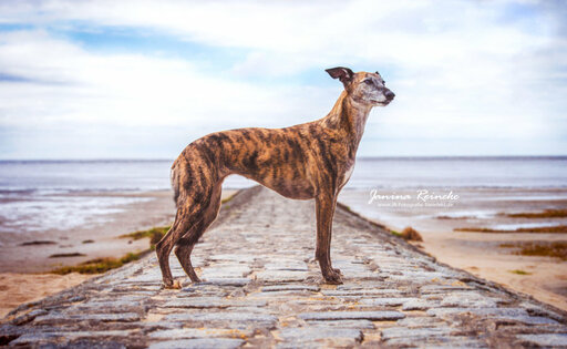 JR Fotografie Bielefeld | Hunde | Hundefotograf auf alleFotografen