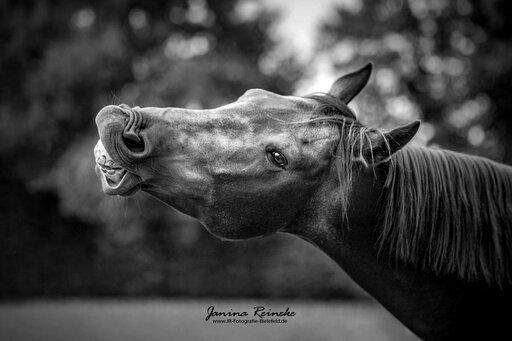 JR Fotografie Bielefeld | Pferde | Tierfotograf auf alleFotografen