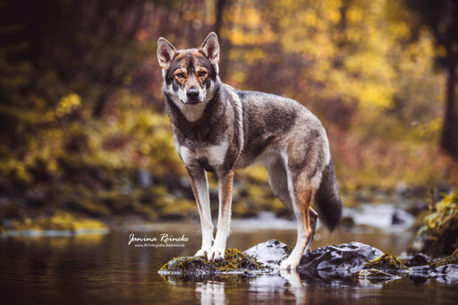 JR Fotografie Bielefeld | Hunde | Paarfotograf auf alleFotografen