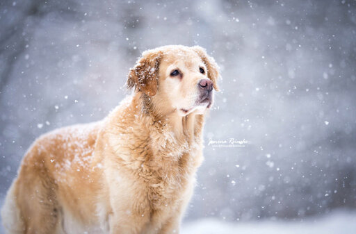 JR Fotografie Bielefeld | Hunde | Werbefotograf auf alleFotografen