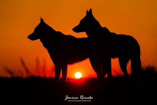 JR Fotografie Bielefeld | Hunde | Pferdefotograf auf alleFotografen