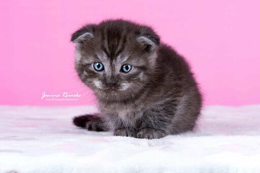 JR Fotografie Bielefeld | Katzen | Werbefotograf auf alleFotografen