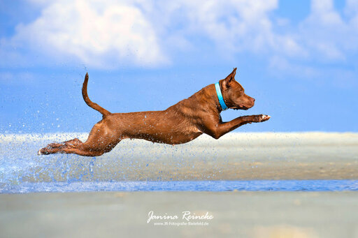 JR Fotografie Bielefeld | Hunde | Paarfotograf auf alleFotografen