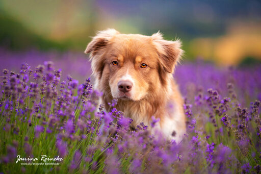 JR Fotografie Bielefeld | Hunde | Kinderfotograf auf alleFotografen