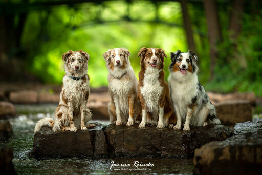 JR Fotografie Bielefeld | Hunde | Werbefotograf auf alleFotografen