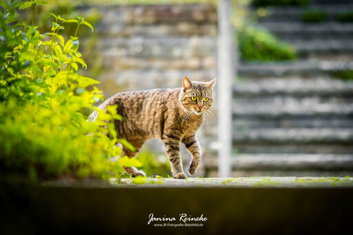 JR Fotografie Bielefeld | Katzen | Landschaftsfotograf auf alleFotografen