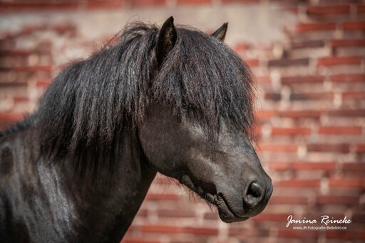 JR Fotografie Bielefeld | Pferde | Pferdefotograf auf alleFotografen