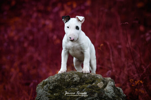 JR Fotografie Bielefeld | Hunde | Sportfotograf auf alleFotografen