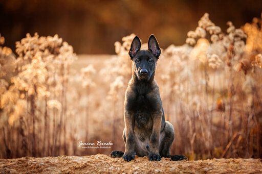 JR Fotografie Bielefeld | Hunde | Beautyfotograf auf alleFotografen