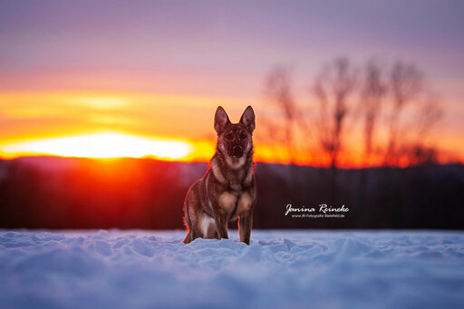 JR Fotografie Bielefeld | Hunde | Werbefotograf auf alleFotografen