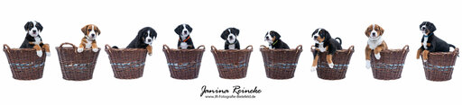 JR Fotografie Bielefeld | Hunde | Paarfotograf auf alleFotografen