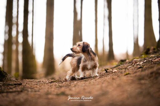 JR Fotografie Bielefeld | Hunde | Portraitfotograf auf alleFotografen