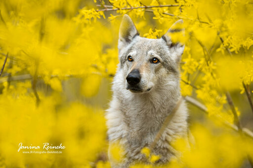 JR Fotografie Bielefeld | Hunde | Landschaftsfotograf auf alleFotografen