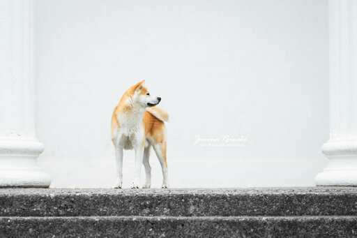 JR Fotografie Bielefeld | Hunde | Familienfotograf auf alleFotografen