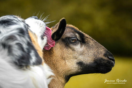 JR Fotografie Bielefeld | Weitere Tiere | Werbefotograf auf alleFotografen
