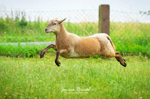 JR Fotografie Bielefeld | Weitere Tiere | Tierfotograf auf alleFotografen