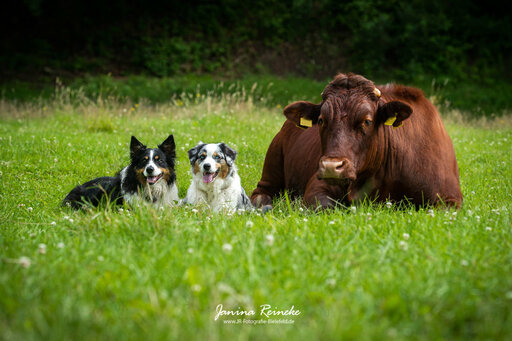 JR Fotografie Bielefeld | Weitere Tiere | Hundefotograf auf alleFotografen