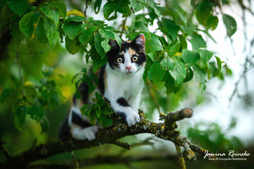 JR Fotografie Bielefeld | Katzen | Sportfotograf auf alleFotografen