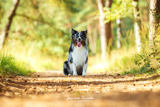 JR Fotografie Bielefeld | Hunde | Kinderfotograf auf alleFotografen