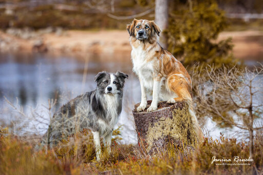 JR Fotografie Bielefeld | Hunde | Werbefotograf auf alleFotografen