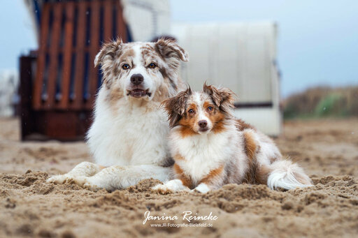 JR Fotografie Bielefeld | Hunde | Familienfotograf auf alleFotografen