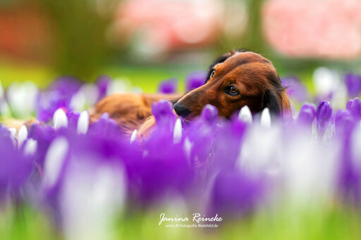 JR Fotografie Bielefeld | Hunde | Portraitfotograf auf alleFotografen
