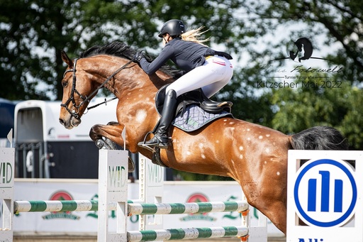 Mimis Fotowelt - Beate Hübner | ReitsportImpressionen | Tierfotograf auf alleFotografen
