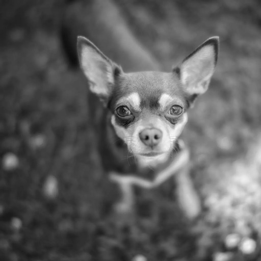 André Weber | Photo-Andy | Tierisches | Imagefotograf auf alleFotografen