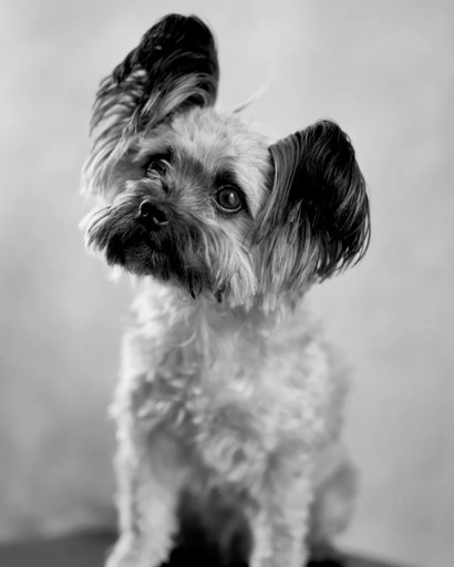 André Weber | Photo-Andy | Tierisches | Beautyfotograf auf alleFotografen