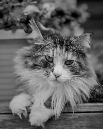 André Weber | Photo-Andy | Tierisches | Tierfotograf auf alleFotografen