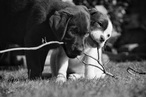 André Weber | Photo-Andy | Tierisches | Tierfotograf auf alleFotografen