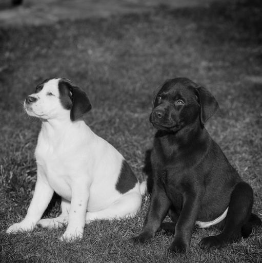 André Weber | Photo-Andy | Tierisches | Hundefotograf auf alleFotografen