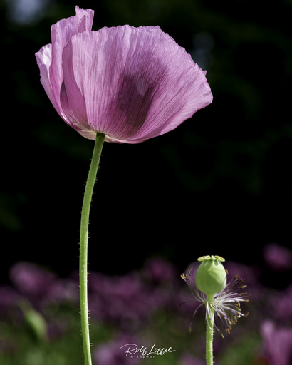 ArtSpoon Photography | Natur | Paarfotograf auf alleFotografen