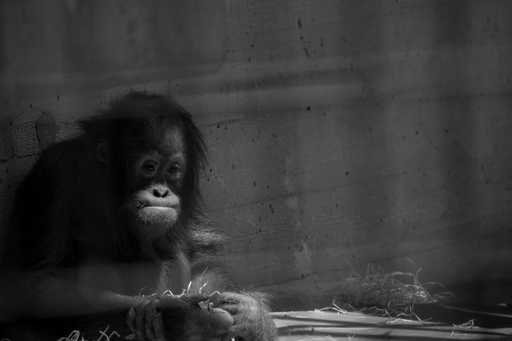 GarciiaPhotographie | Animals | Architekturfotograf auf alleFotografen