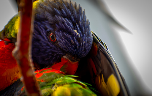 GarciiaPhotographie | Animals | Industriefotograf auf alleFotografen