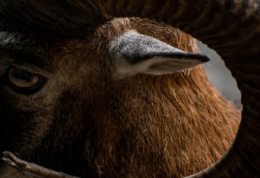 GarciiaPhotographie | Animals | Fahrzeugfotograf auf alleFotografen