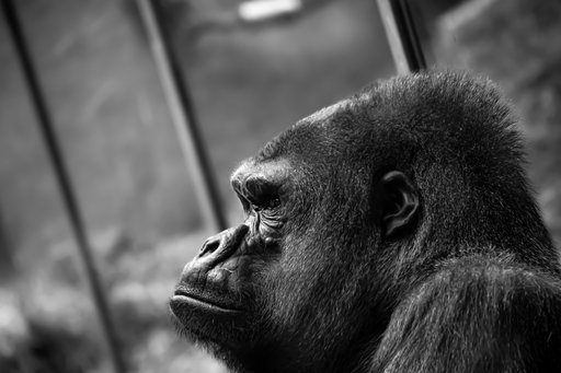 GarciiaPhotographie | Animals | Tierfotograf auf alleFotografen