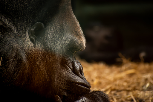 GarciiaPhotographie | Animals | Stockfotograf auf alleFotografen